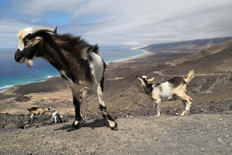 Fuerteventura: Cofete Beach and "Villa Winter" Tour - Value for Money: Is $65 Worth It?