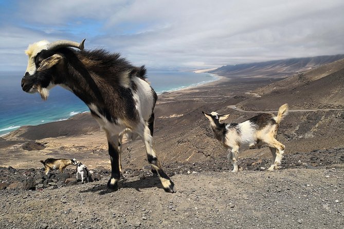 Fuerteventura: Cofete Beach and "Villa Winter" VIP Tour - English narration and guide personalities: Reyk, Tim, Dierk and more