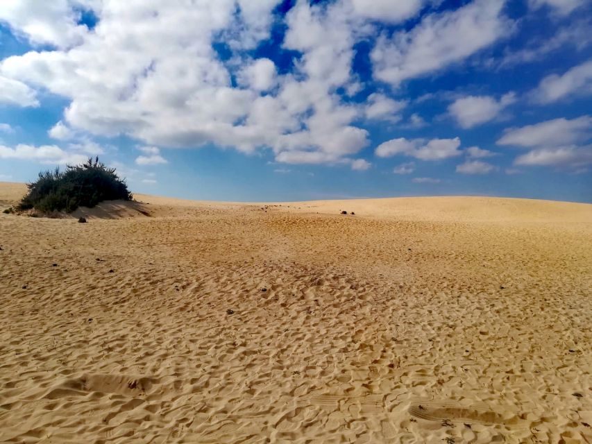 Fuerteventura: Corralejo Sand Dunes Guided Shore Excursion - The 5-hour shore-excursion rhythm: back by 3:00 PM