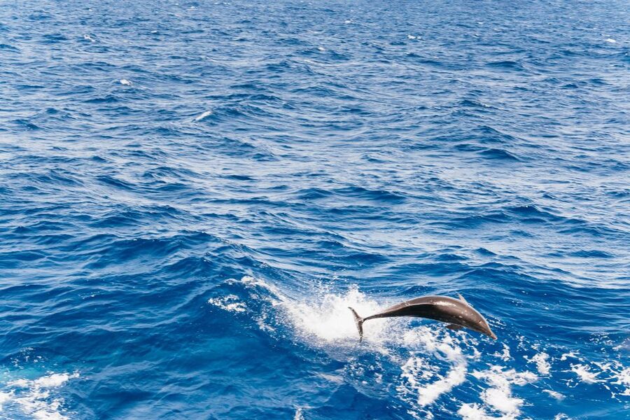 Fuerteventura: Glass Bottom Boat Cruise with Lunch & Drinks - Janía Natural Park, glass-bottom spotting, and what the 4 hours really feel like