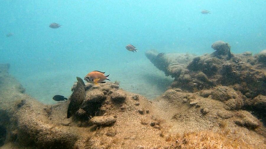 Fuerteventura: Introduction to Scuba Diving - The La Lajita Underwater Site: Fish, Volcanic Rock, and Ray Encounters