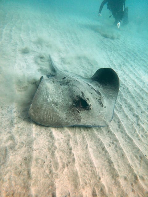 Fuerteventura: Introduction to Scuba Diving - Photos and Video: The Memories Are Great, but They Cost Extra