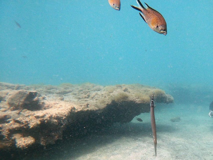 Fuerteventura: Introduction to Scuba Diving - Languages, Small Groups, and Instructor Style (Jibi, Adam, Benedikt, and JB)