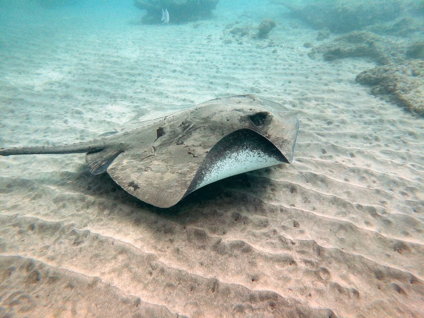 Fuerteventura: Introduction to Scuba Diving - Price and Value for a 2.5-Hour Intro Scuba Session