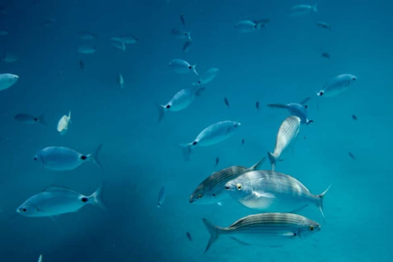 Fuerteventura: Lobos Island Catamaran Cruise with Lunch - Price and value around $81: what you are really paying for