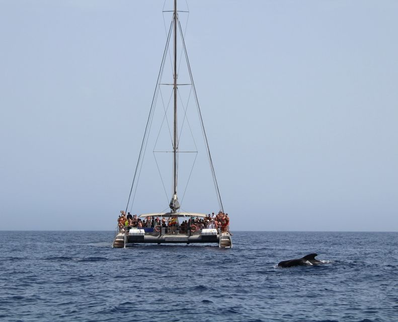 Fuerteventura: Magic Catamaran Trip with Food and Drinks - Key highlights you will care about