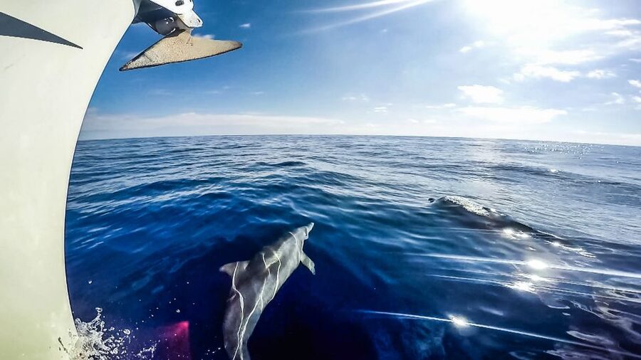 Fuerteventura: Sailing with Snorkeling and Dolphin Watching - Should You Book This Sailing Trip?