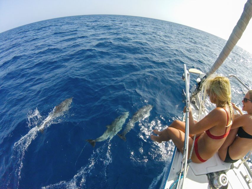 Fuerteventura: Sailing with Snorkeling and Dolphin Watching - Price and Value for Around $104 per Person