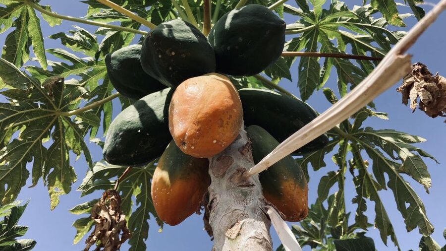 Fuerteventura: Tapas and Local Life Guided Tour - A small-group Fuerteventura tapas tour built around real local life