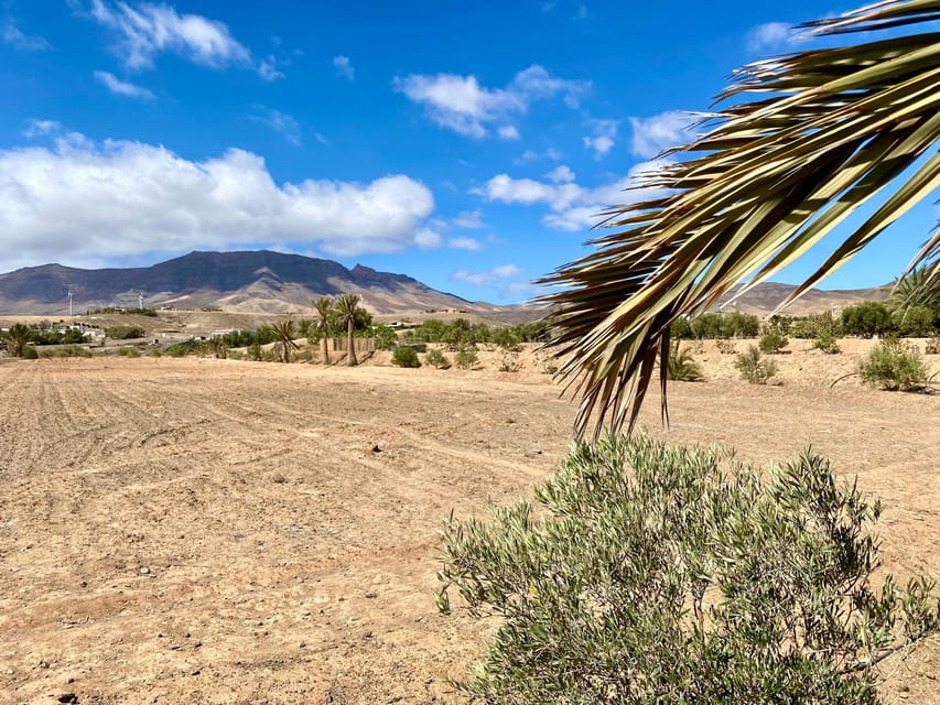 Fuerteventura: Tapas and Local Life Guided Tour - Olive tree farm visit: olive oil production and tastings with a backup plan