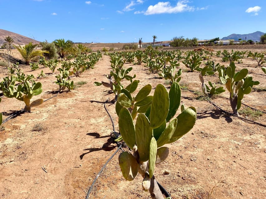 Fuerteventura: Tapas and Local Life Guided Tour - Price and value: what $92 buys you on a five-hour day