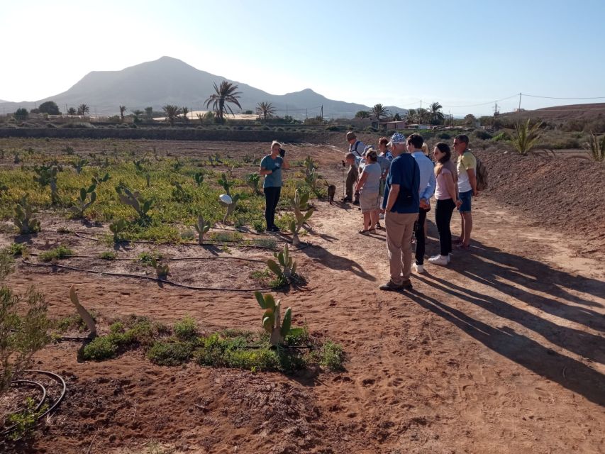 Fuerteventura: Tapas and Local Life Guided Tour - Pickup in South Fuerteventura and the pace of the van rides