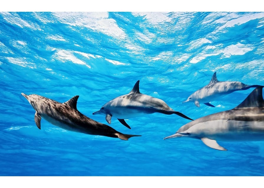 Fuerteventura: Whale & Dolphin Watching Boat Tour with Guide - Key takeaways before you go