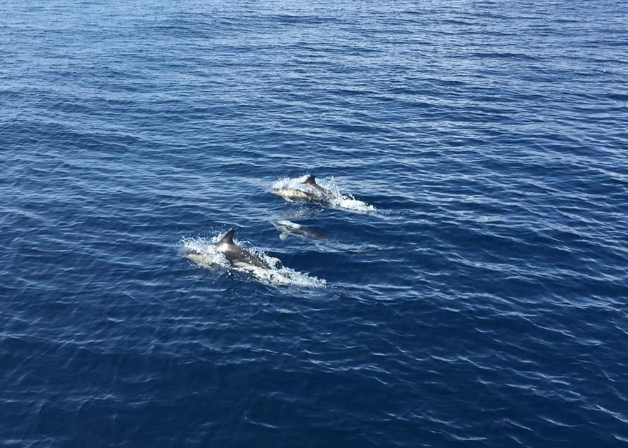Fuerteventura: Whale & Dolphin Watching Boat Tour with Guide - Why the 5-Hour Catamaran Sail Feels Unhurried