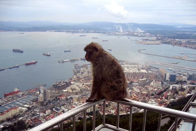 Gibraltar Express: Sightseeing Full Day Tour from Costa del Sol - Main Street free time and tax-free shopping