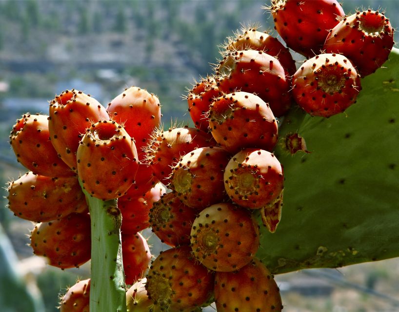 Gran Canaria: 6-Hour Teror and San Mateo Markets Tour - Pickup and timing, why your start point matters on this route