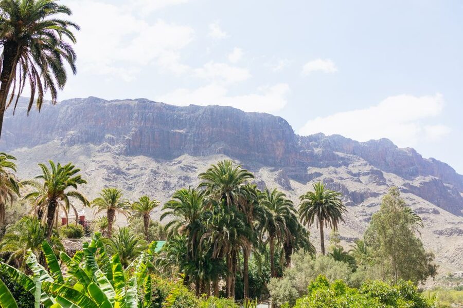 Gran Canaria: Camel Ride Safari w/ Optional Food & Transport - What the tropical gardens actually add to your day
