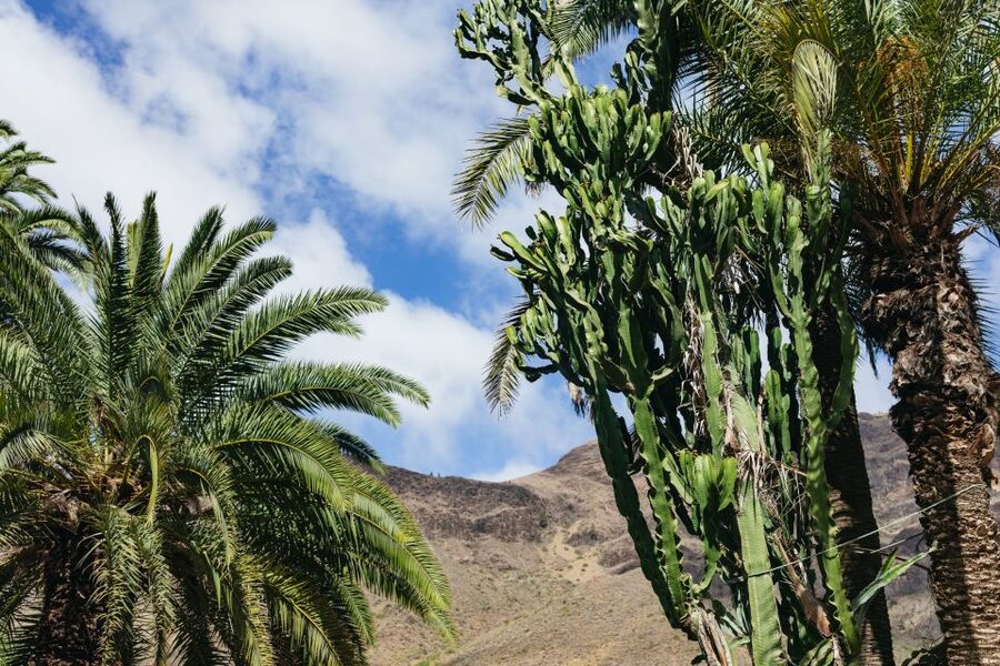 Gran Canaria: Camel Ride Safari w/ Optional Food & Transport - Optional tapas in a museum-like farm setting
