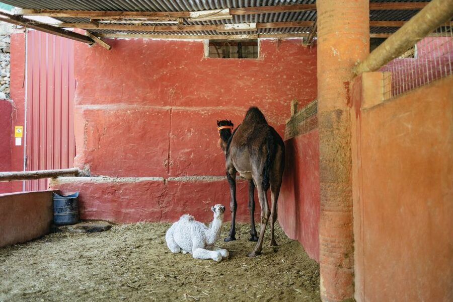 Gran Canaria: Camel Ride Safari w/ Optional Food & Transport - Duration and logistics, what “3 hours” really means for your day