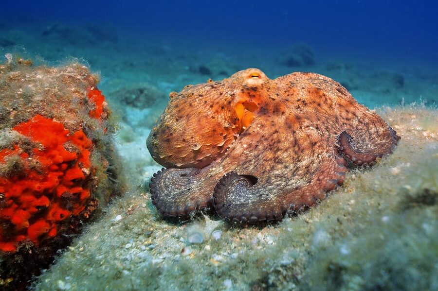 Gran Canaria: Discover Scuba Diving Beginner Program - Who This Course Fits, and Who Should Skip It