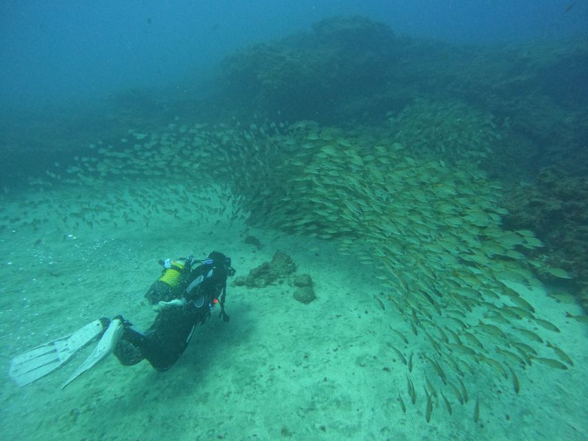 Gran Canaria: Discover Scuba Diving - Free Transfers - Free Transfers Across the South of Gran Canaria