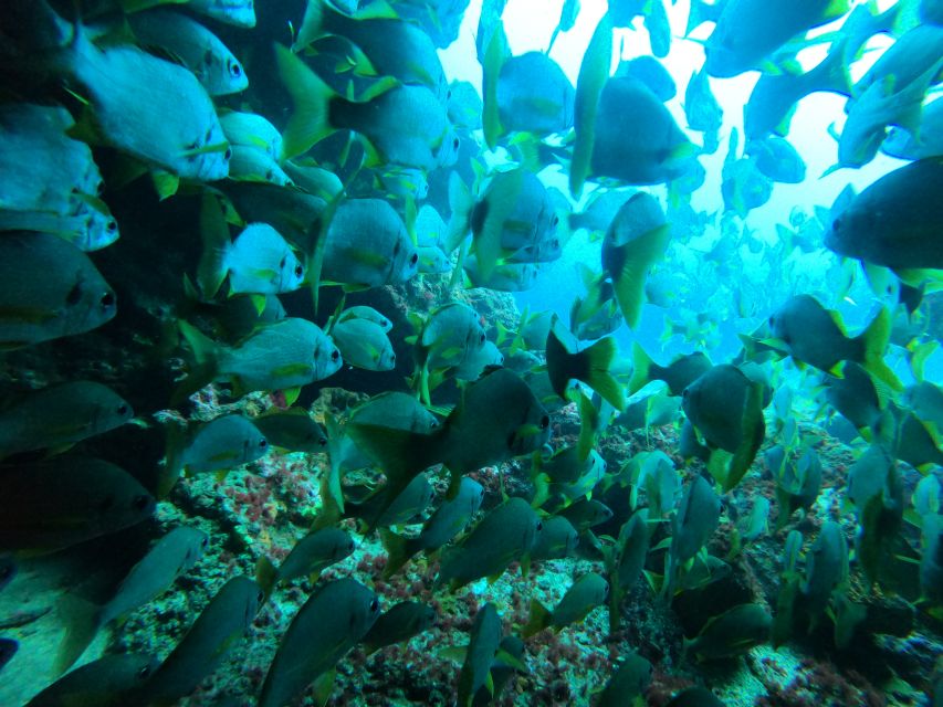 Gran Canaria: Discover Scuba Diving - Free Transfers - Price and Value: Why $105 Often Feels Fair