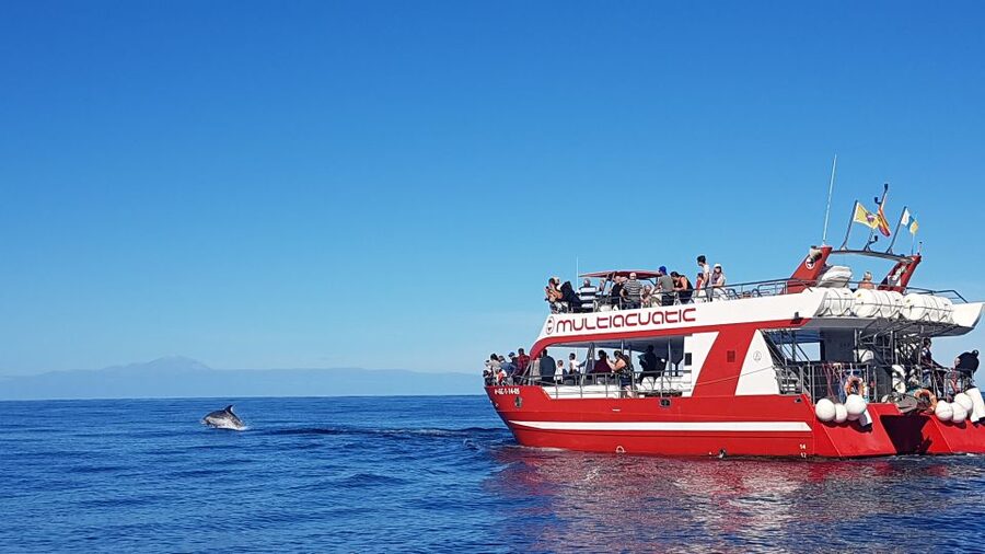 Gran Canaria: Dolphin and Whale Watching Cruise - Key points I’d prioritize before you book