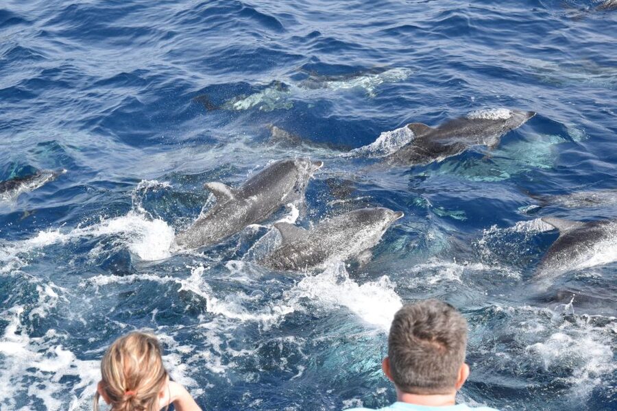 Gran Canaria: Dolphin and Whale Watching Cruise - Boarding and the boat comfort reality check