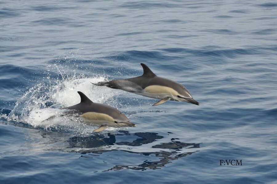 Gran Canaria: Dolphin and Whale Watching Cruise - The guide on board: what to listen for