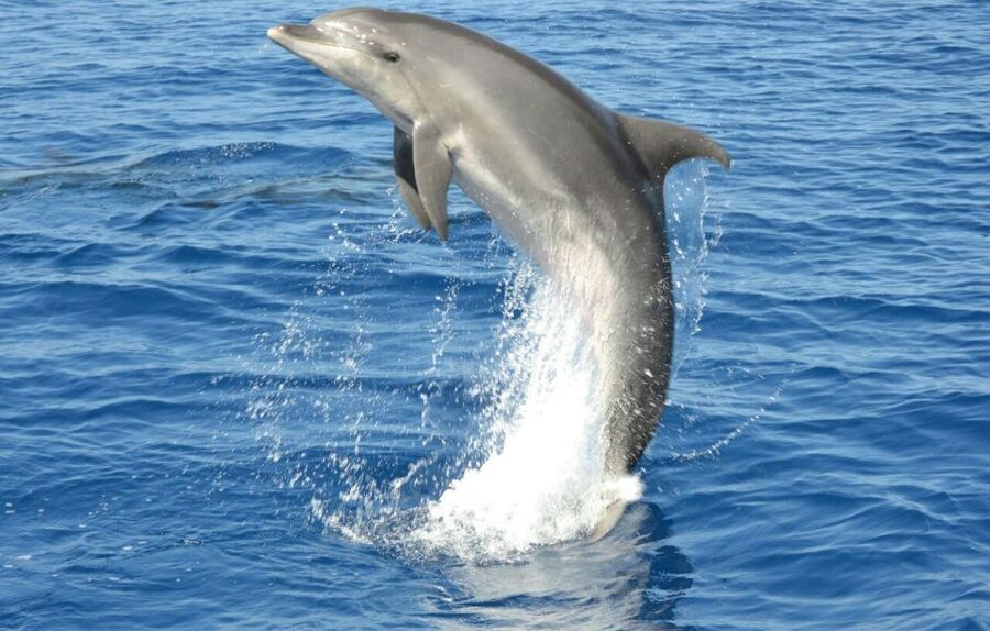 Gran Canaria: Dolphin and Whale Watching Cruise - What you’ll see: dolphins, whales, and the bonus animals