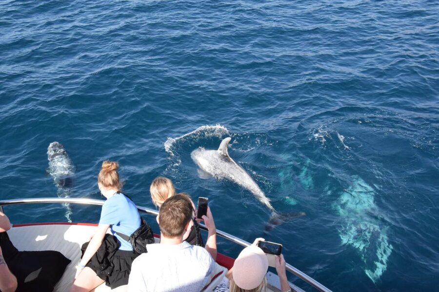 Gran Canaria: Dolphin and Whale Watching Cruise - Close-up dolphin time and how photo moments really work