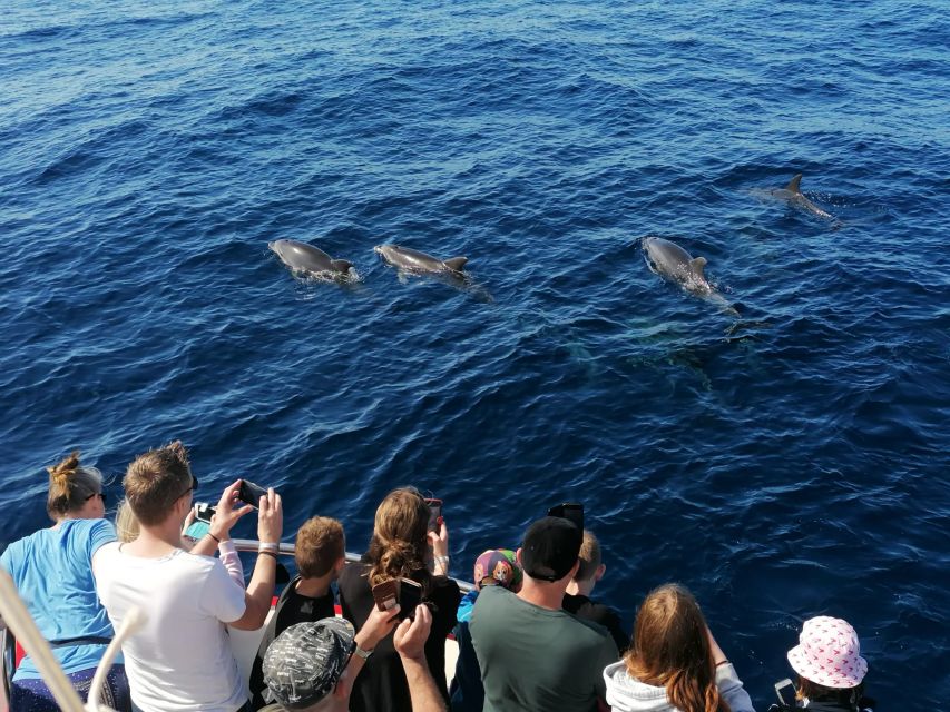 Gran Canaria: Dolphin and Whale Watching Cruise - The sea conditions: your real decision point