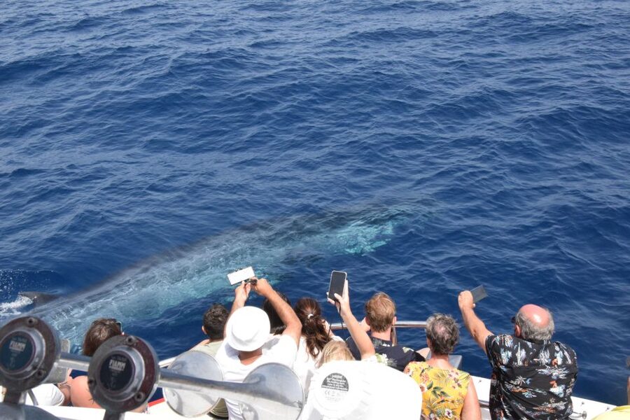 Gran Canaria: Dolphin and Whale Watching Cruise - Setting expectations: what you’re actually paying for