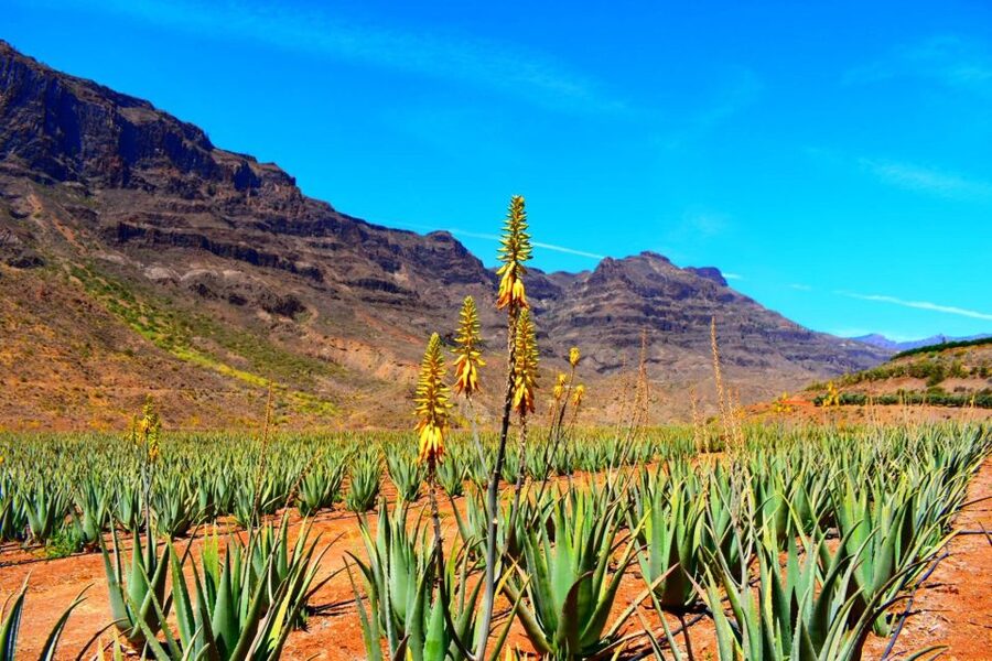 Gran Canaria: Full-Day VIP Tour by Bus - The guides and the driver: what makes the day feel “VIP”