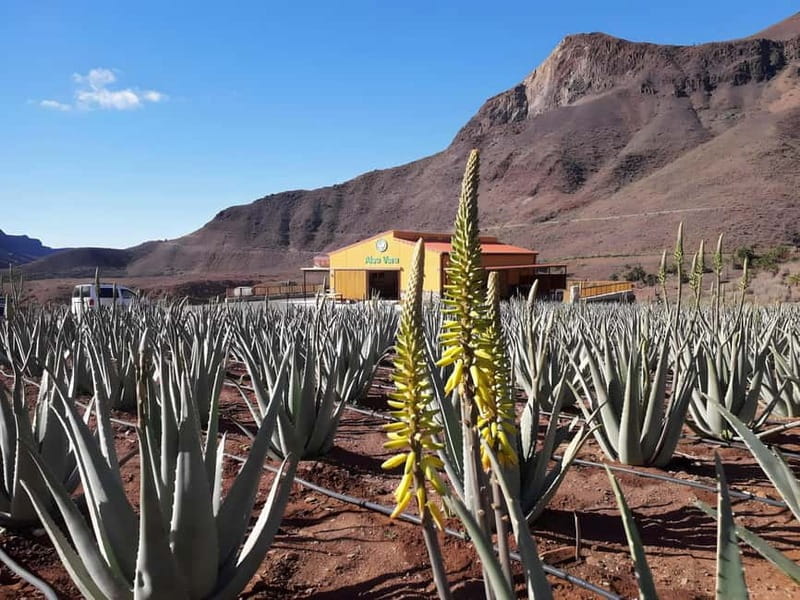 Gran Canaria: Island Highlights Tour with Optional Lunch - Optional Lunch in a Local Village: Worth It, but Go in Smart