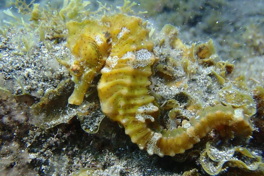 Gran Canaria:Live an Adventure and Learn to Dive with Expert - The underwater experience, step by step