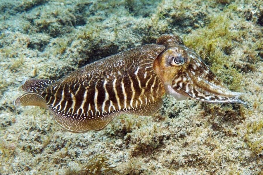 Gran Canaria: Scuba Diving for Beginners - Gran Canaria’s beginner scuba setup, in plain terms