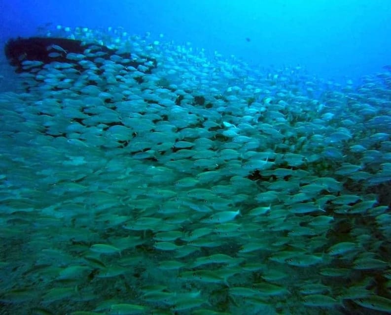 Gran Canaria: Scuba Diving for Beginners - Marine life in the Canary Islands, realistically: what you can expect to see