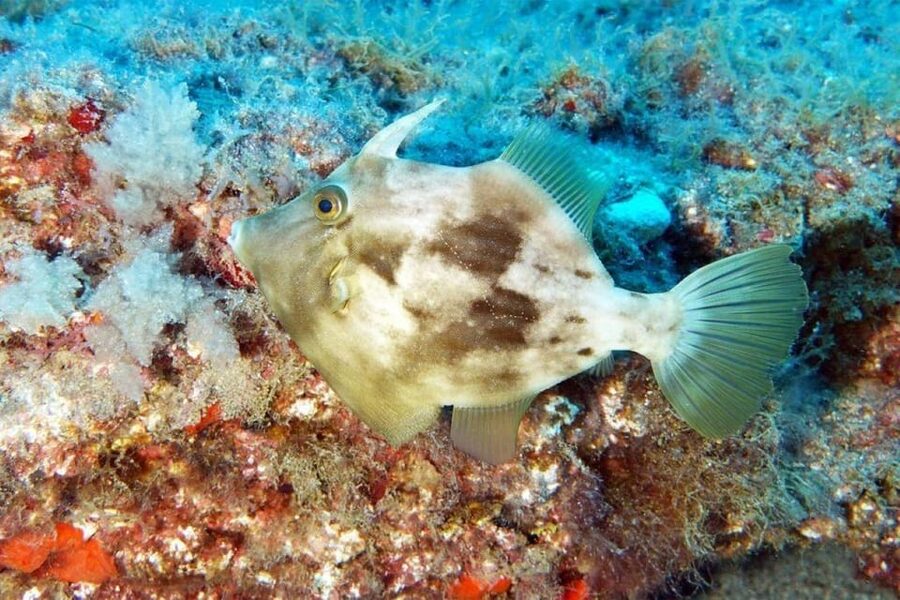Gran Canaria: Snorkeling Trip - Small Group Energy: Up to 8 Makes a Difference