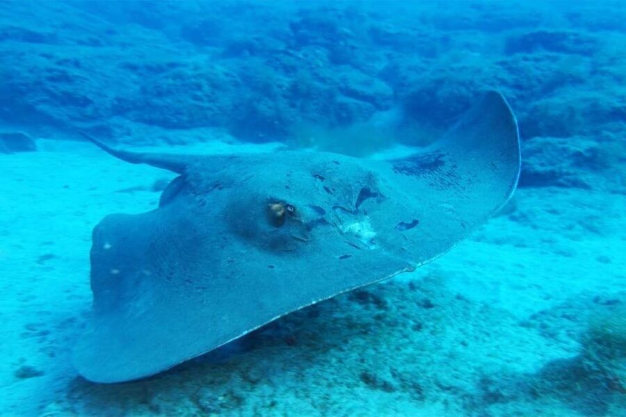 Gran Canaria: Snorkeling Trip - Who Should Book This Snorkeling Trip, and Who Should Skip It