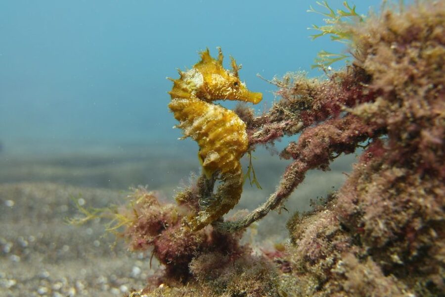 Gran Canaria: Try Scuba Diving for Beginners - The Safety Briefing: Your Real Start Point