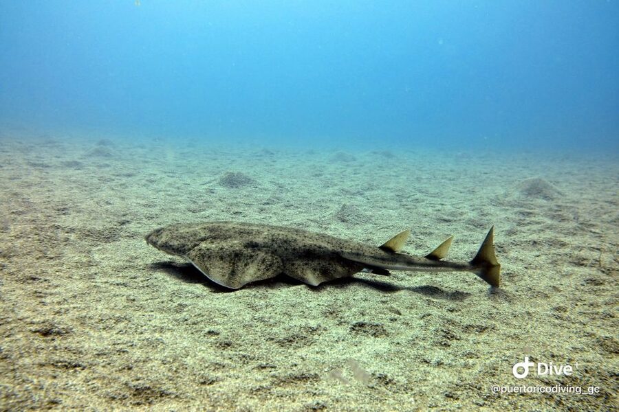 Gran Canaria: Try Scuba Diving for Beginners - Shallow-Water Practice Before You Go Under