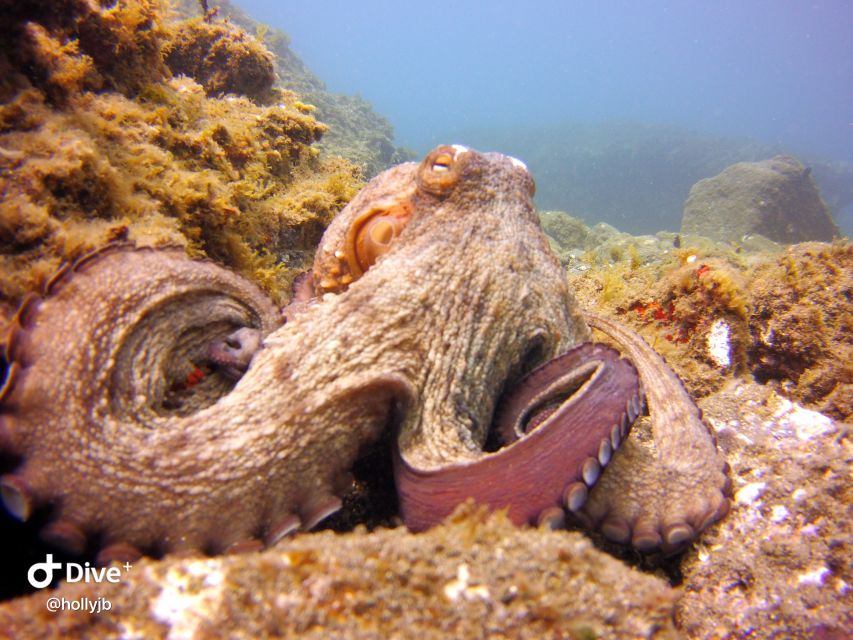 Gran Canaria: Try Scuba Diving for Beginners - Equipment, Comfort, and the Instructor’s Job