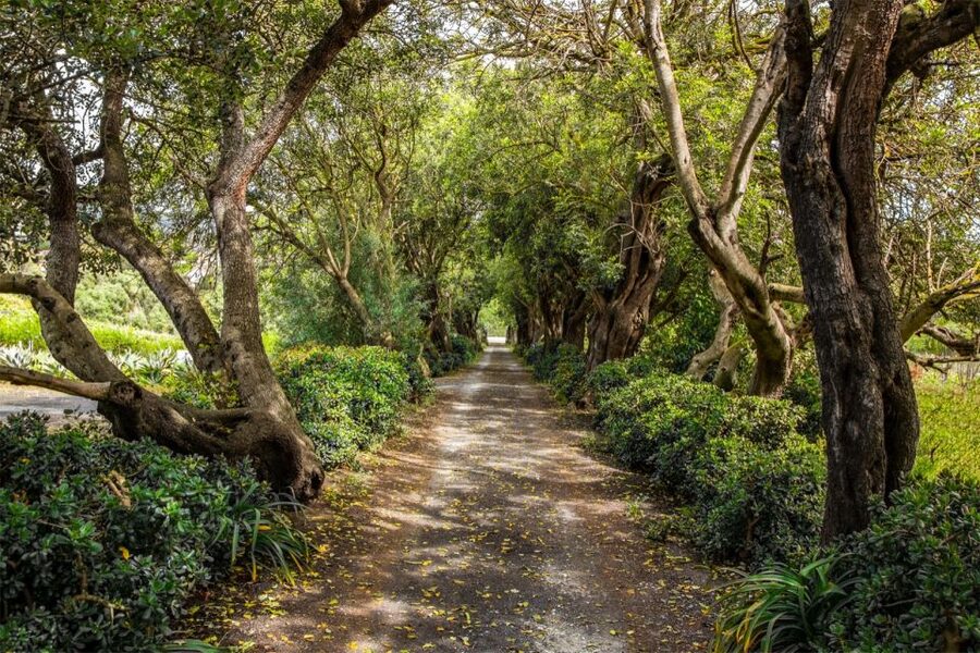 Gran Canaria: Winery Tour, Wine Museum, and Tasting - Key highlights at a glance