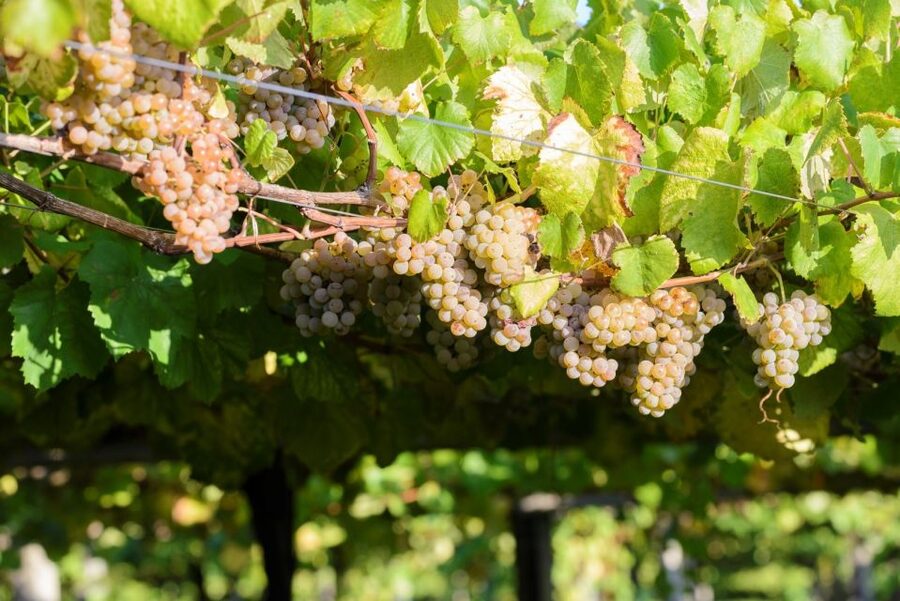Granbazán Winery: Guided Tour and Wine Tasting - Guides Clara and Myriam, the real engine of the experience