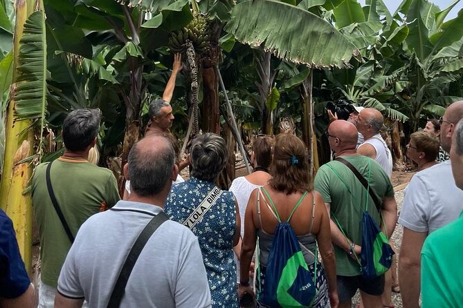 Guided tour of the Banana World - Key things to know before you go