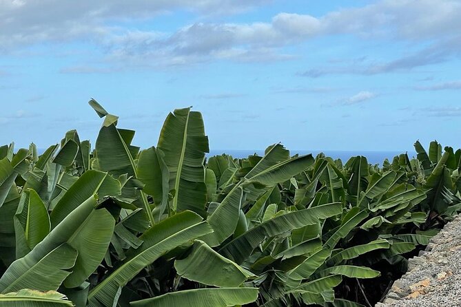 Guided tour of the Banana World - Meeting point reality: Cam. del Laurel, and how not to miss the start