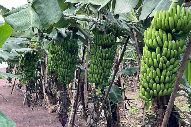 Guided tour of the Banana World - The tastings: banana wine, montaditos, and the shop stops that feel earned