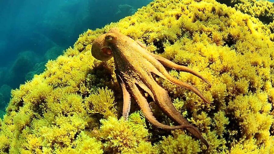 Ibiza: Snorkeling and SUP Paddle, Beach and Cave Tour - The boat ride: what you see between the stops