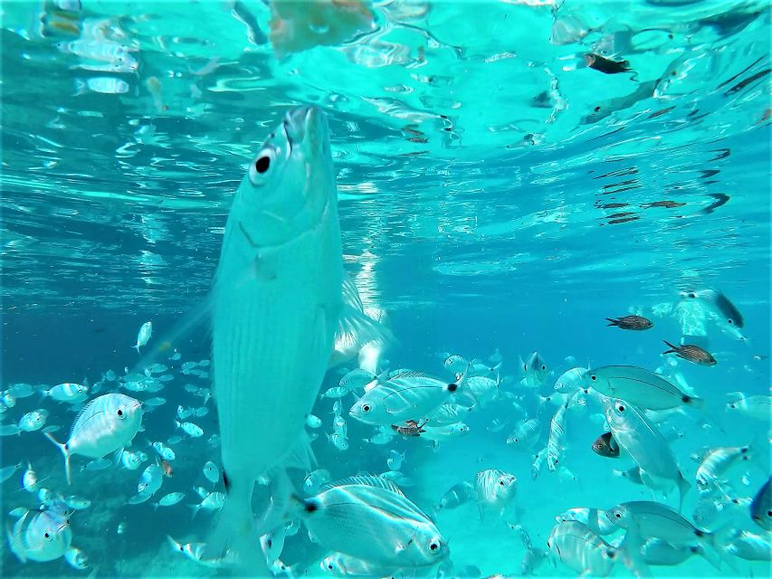 Ibiza: Snorkeling and SUP Paddle, Beach and Cave Tour - Cala Conta area near Cala Comte: sandier water, shallower swim, more SUP time